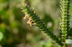 Struthiola argentea