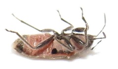 Melanotelus villosulus