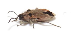 Melanotelus villosulus