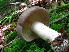 Lactarius argillaceifolius argillaceifolius