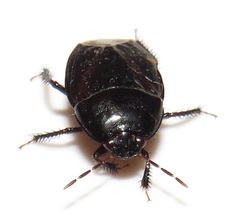 Macroscytus
