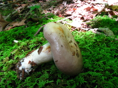 Lactarius argillaceifolius argillaceifolius