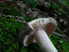 Lactarius argillaceifolius argillaceifolius