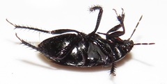 Macroscytus