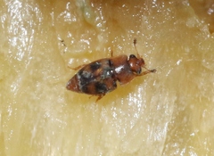 Epuraea ocularis
