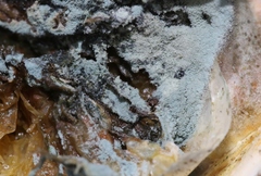 Penicillium italicum