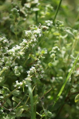 Origanum majorana