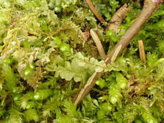 Chiloscyphus pallescens