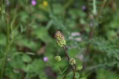 Sanguisorba minor muricata