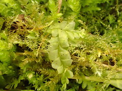 Chiloscyphus pallescens