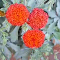 Kleinia fulgens