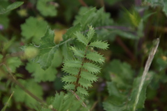 Sanguisorba minor muricata