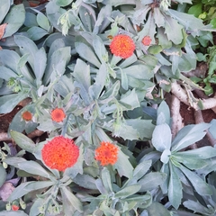 Kleinia fulgens