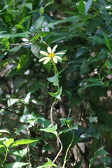 Senecio macroglossus
