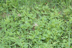 Asteraceae