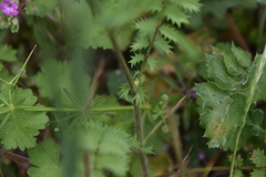 Sanguisorba minor muricata