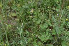 Sanguisorba minor muricata