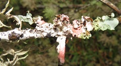 Marchandiomyces corallinus