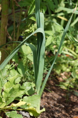 Allium porrum