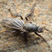 Hairy Kelp Fly - Photo (c) Pete McGregor, some rights reserved (CC BY-NC-ND), uploaded by Pete McGregor