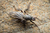 Hairy Kelp Fly - Photo (c) Pete McGregor, some rights reserved (CC BY-NC-ND), uploaded by Pete McGregor