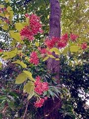 Combretum indicum