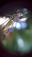 Trichonephila clavipes