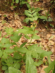 Vicia oroboides
