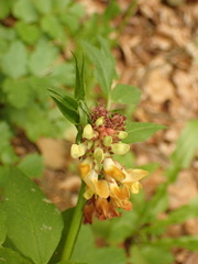 Vicia oroboides