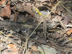 Sceloporus olivaceus