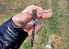 Anax parthenope