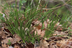 Rhizirideum