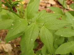Vicia oroboides