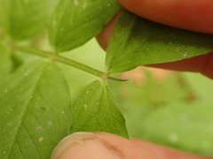 Vicia oroboides