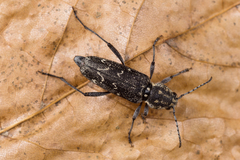 Xylotrechus rusticus