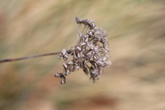 Rhizirideum