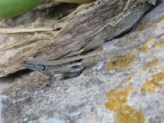 Sceloporus couchii