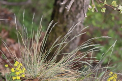 Festuca pallens