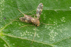 Psectrotanypus varius