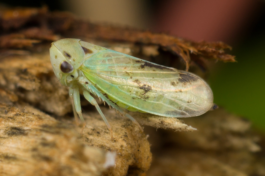 Macropsis