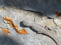 Sceloporus couchii