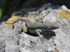 Sceloporus couchii