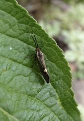 Esperia sulphurella