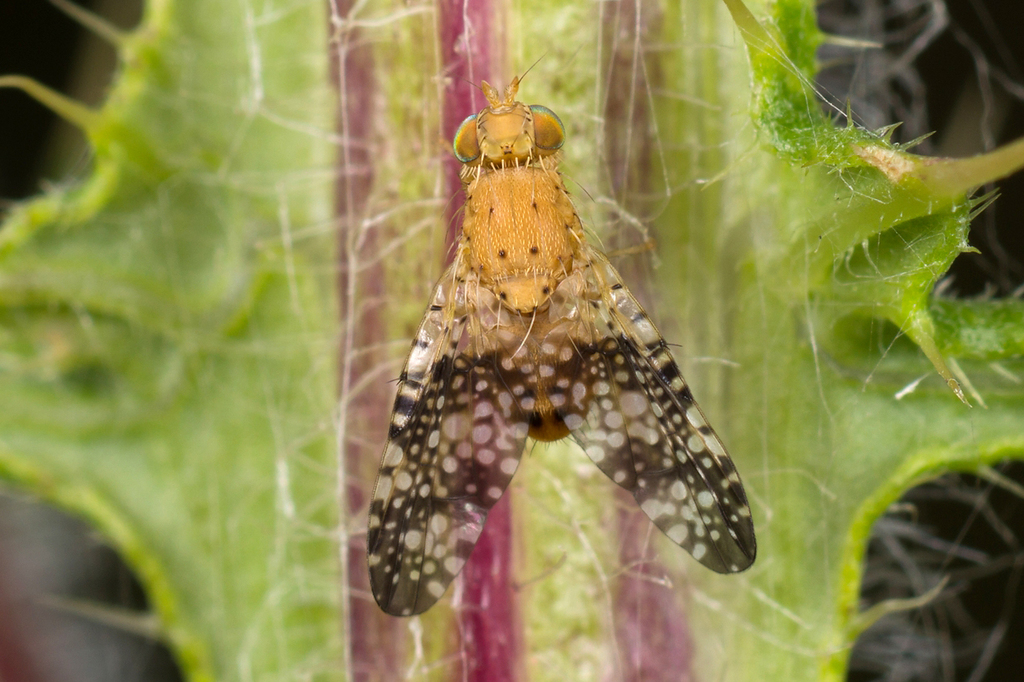 Scarce Knapweed Fly