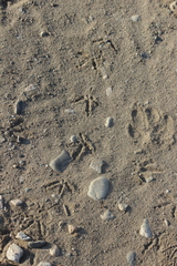 Callipepla californica