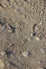 Callipepla californica