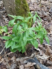 Ranunculus cassubicus