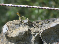 Sceloporus oberon