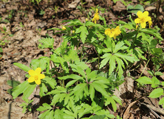 Anemonoides ranunculoides