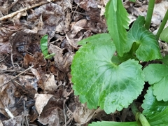 Ranunculus cassubicus